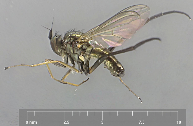 Rhaphium crassipes